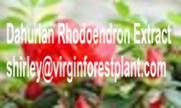 Dandelion Root Extract(Shirley At Virginforestplant Dot Com)